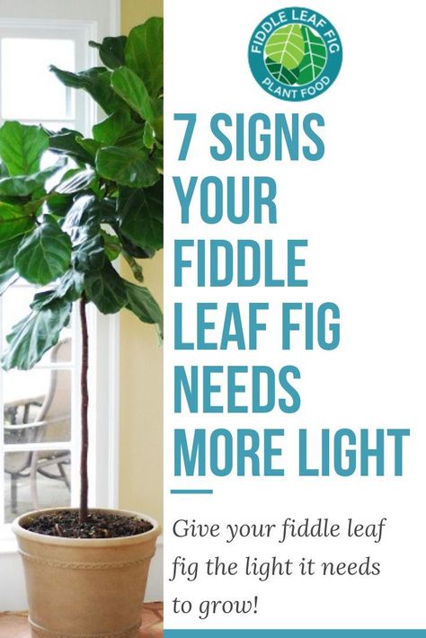 Fiddle Leaf Fig Care, Fiddle Fig Tree, Big Indoor Plants, Fiddle Leaf Tree, Fig Plant, Fiddle Fig, Plants Ideas, Fiddle Leaf Fig Tree, Ficus Lyrata