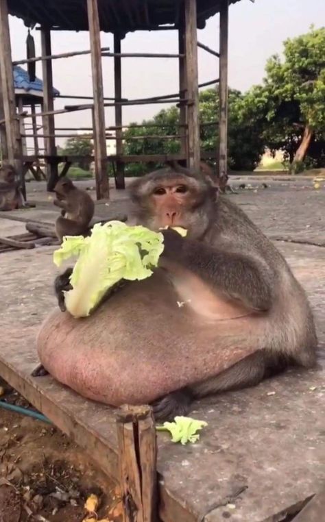 Pretty Monkey, Funny Monkey Pictures, Salad Diet, Monkey Pictures, A Monkey, Cute Monkey, Monkeys Funny, Silly Animals, Silly Pictures