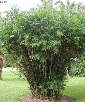 Bamboo Palm Purifying Plants Indoor, Chamaedorea Seifrizii, Palm Trees For Sale, Western Steampunk, Florida Trees, Contemporary Pool, Steel And Concrete, Florida Palm Trees, Palm Tree Pictures