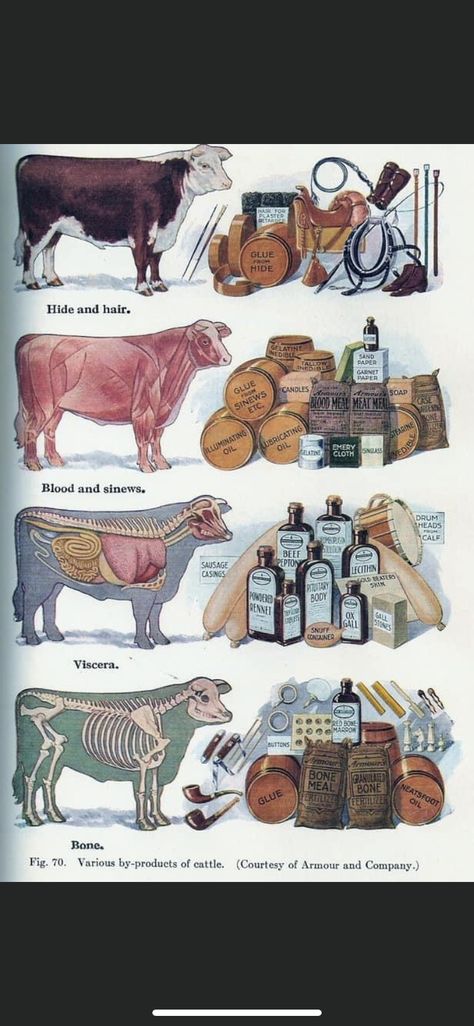 Cow Meat, Homestead Layout, Ag Education, Homesteading Animals, Raising Farm Animals, Farm Plans, Survival Skills Life Hacks, Beef Cattle, Cattle Ranching