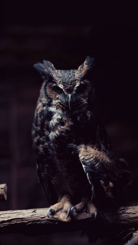 #Owl Phone Wallpaper Owl Photography, Black Owl, Owl Wallpaper, Owl Pillow, Great Horned Owl, Beautiful Owl, Barn Owl, The Darkness, Nature Animals