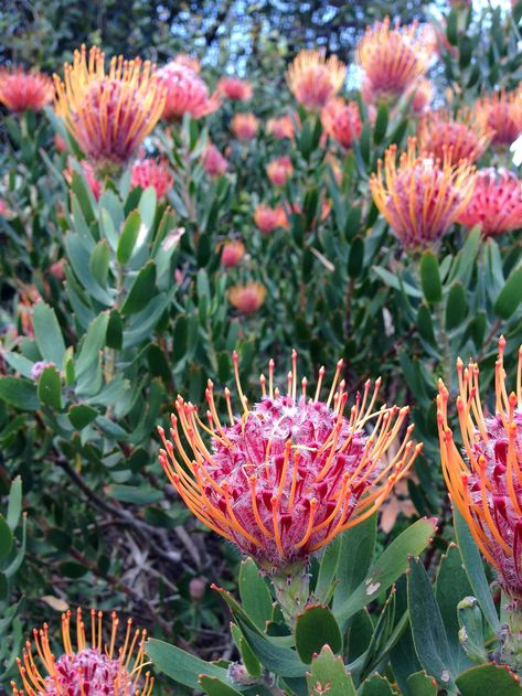 South African Flowers, Sugar Bush, Australian Native Garden, Indoor Flowering Plants, African Plants, Rare Orchids, Australian Native Flowers, Australian Plants, Australian Native Plants