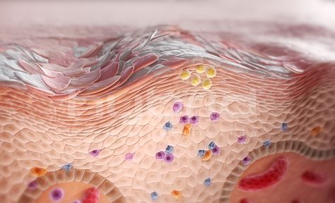 skin cells What Is Cell, Skin Anatomy, Immune Cells, Integumentary System, Medical Animation, Skin Patches, Body Cells, Skin Disorders, Loving Your Body