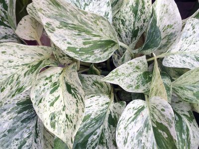 Snow Queen Vs Marble Queen Pothos | Spot The Difference Snow Queen Plant, Scindapsus Exotica, Marble Queen, Marble Queen Pothos, Snake Plant Care, Golden Pothos, Pothos Plant, Leaf Texture, Leaf Coloring