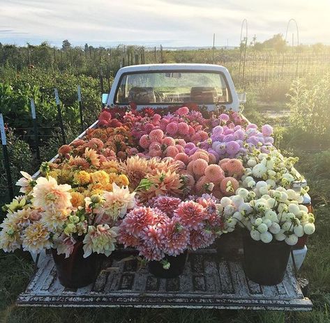 Floret Truck With Flowers, Instagram Photo, Bed, Flowers, Instagram