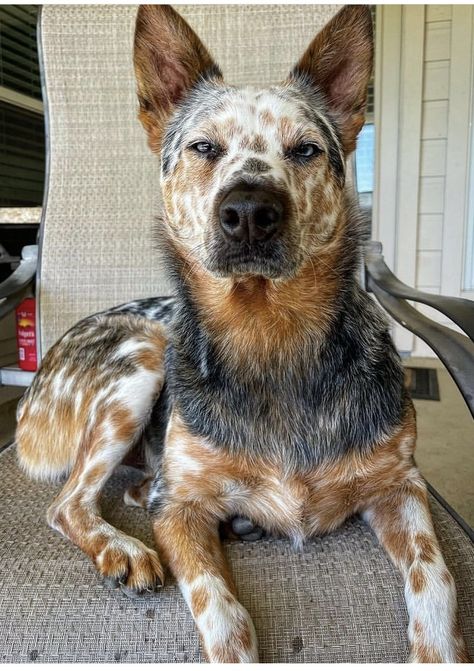 Aussie Cattle Dog, Austrailian Cattle Dog, Cattle Dogs Rule, Heeler Puppies, Blue Heeler Dogs, Scary Dogs, Red Heeler, Very Cute Dogs, Puppies And Kitties