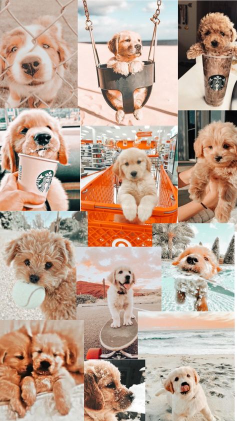 cute aesthetic puppies!! Aesthetic Puppies, Puppy Wallpaper, Dog Wallpaper, Preppy Aesthetic, Cute Aesthetic, Cute Puppies, Cute Dogs, Puppies, Wallpapers