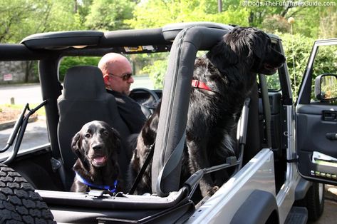 Here's what we've learned, firsthand, about dogs riding in cars -- particularly, the safest way to travel with your dog in a car OR a Jeep. See how we secure our dogs in the backseat of the car or the Jeep -- without worrying about them falling out, jumping out, or roaming around too much. Jeeps Wrangler, Tips For Dogs, Jeep Things, Jeep Dogs, Dog Car Accessories, 2004 Jeep Wrangler, Cars Accessories, Jeep Mods, Jeep Wrangler Accessories