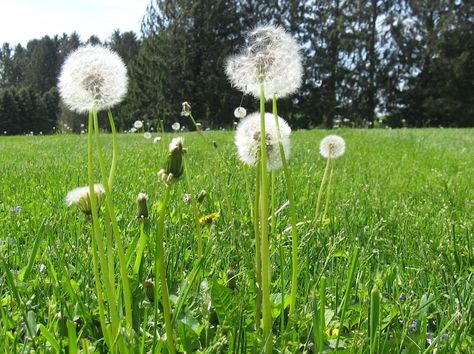 2000s Coming Of Age Aesthetic, Early 2000s Nostalgia, Dandelion Field, Childhood Aesthetic, Childhood Things, Weirdcore Aesthetic, 2010s Nostalgia, Nostalgic Pictures, Nostalgia Aesthetic