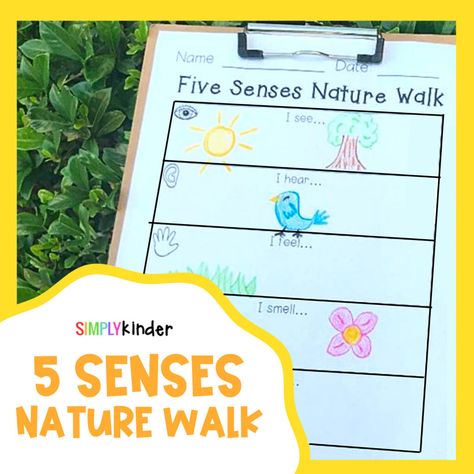 5 Senses Project, Kindergarten Five Senses Activities, Five Senses Stem Activities, Five Senses Kindergarten Activities, 5 Senses Craft Kindergarten, The Five Senses Kindergarten, 5 Senses Activity For Preschoolers, Five Senses Project, Five Senses Outdoor Activities