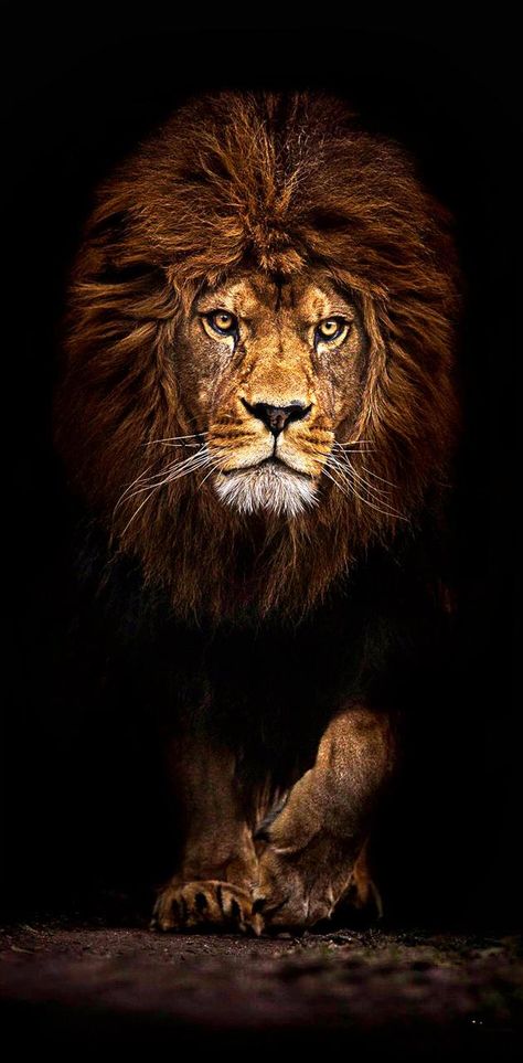 Download King of the Jungle ringtone by AbdxllahM on ZEDGE™ now. Browse millions of popular free and premium wallpapers and ringtones on ZEDGE™ and personalize your phone to suit you. Browse now! | 918c Lion King Wallpaper, Lion Hd Wallpaper, King Wallpaper, Animales Cute, King Of The Jungle, Jungle Wallpaper, Lion King, Lion, Wallpapers