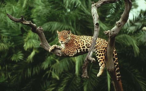 Wallpaper Leopard On Tree, Nature, Animals, Jaguars, Cat Amazon Animals, Rainforest Animals, Theme Tattoo, Climb Trees, Animal Species, Amazon Rainforest, Large Animals, Leopards, Jungle Animals