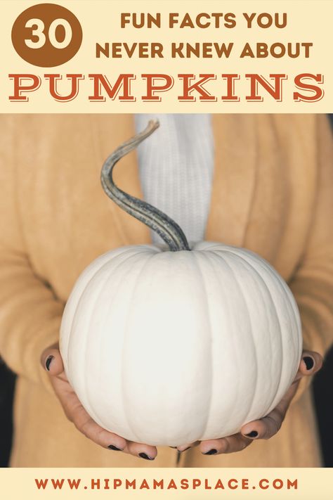 How well do you know about pumpkins? Here are 30 fun facts about pumpkins or pumpkin trivia to learn more about this Fall favorite fruit! Enjoy! #pumpkins #pumpkintrivia #pumpkinfacts #pumpkinrecipes #pumpkinsoup #autumnrecipes #fallrecipes #pumpkincasserole #pumpkinbars #pumpkindesserts Thanksgiving Puzzles, Pumpkin Facts, Fall Facts, Pumpkin Casserole, Pumpkin Varieties, Pumpkin Bowls, Spanish School, Pumpkin Beer, Biggest Pumpkin