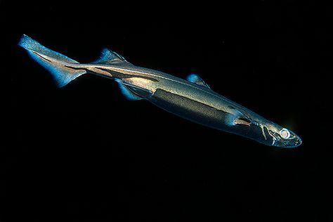 This is a Lantern Shark, which actually glows in the dark Lantern Shark, Species Of Sharks, Sea Mammal, Underwater Photographer, Marine Aquarium, Sea Dweller, Underwater Creatures, Shark Week, Creature Feature