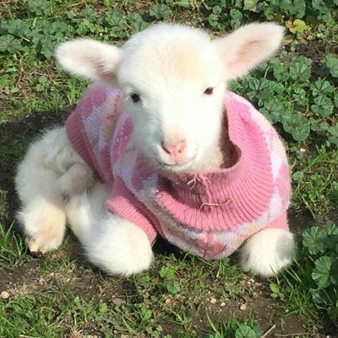 Women Are Beautiful, Cute Lamb, Baby Sheep, Cute Goats, Baby Lamb, Sheep And Lamb, Cute Sheep, Baby Goats, Pretty Animals