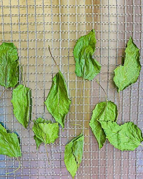 Did you know you can eat the leaves of the mulberry tree? Mulberry leaf tea is simple to make Mulberry Benefits, Mulberry Tea, Steam Artichoke, Hot Honey Recipe, Basil Pesto Chicken, Mulberry Recipes, Wild Crafting, Mulberry Leaves, Baked Pesto Chicken