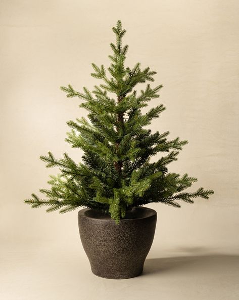 3' Norway Pre-Lit Potted Faux Tree Blue Spruce Tree, Indoor Holiday Decor, Faux Christmas Trees, Norway Spruce, Tree Shelf, Spruce Christmas Tree, Christmas Plants, Holiday Tree Decorations, Spruce Tree