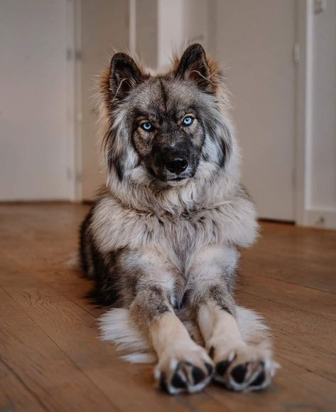 Agouti Husky, Big Dogs Breeds, Biggest Dog In The World, Biggest Dog, Rare Dogs, Really Cute Puppies, Dogs Breeds, Super Cute Puppies, Giant Dogs