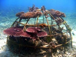 Coral Restoration, Reef Photography, Course Presentation, Coral Reef Photography, Sea Stuff, Artificial Reef, Marine Plants, Coral Garden, Permaculture Gardening