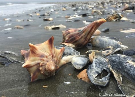 South Carolina Beach, Folly Beach Sc, Cruise Ideas, South Carolina Travel, Beach Things, South Carolina Beaches, Photography Genres, Boat Captain, Visit Places