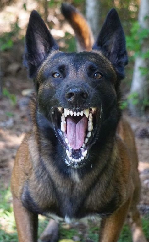 Belgium Shepherd, Malinois Training, Berger Malinois, Belgium Malinois, Belgian Sheepdog, Belgian Malinois Dog, Angry Dog, Malinois Dog, Scary Dogs