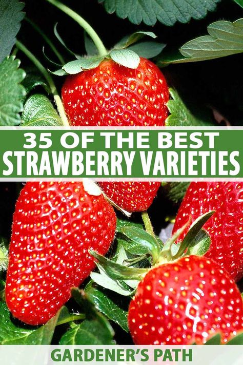 Want to grow your own strawberries? There's a huge variety of cultivars to choose from, from tiny alpines to juicy giants, in shades of red, white, yellow, and even purple. To make your selection a little easier, check out our roundup of top picks, now on Gardener's Path. #growyourown #strawberries #gardenerspath Kratky Method, Hydroponic Strawberries, Everbearing Strawberries, How To Store Strawberries, Strawberry Varieties, Strawberry Planters, Strawberry Garden, Harvest Recipes, Growing Strawberries