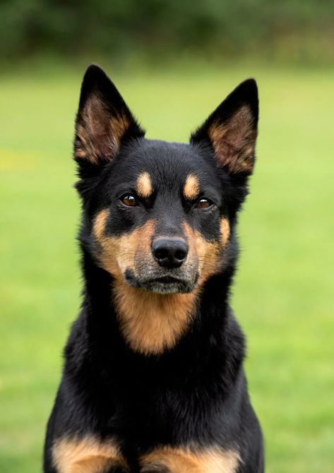 Kelpie Puppy, Kelpie Dog, Australian Kelpie Dog, Dog Types, Fit Dogs, Disabled Dog, Australian Kelpie, Aussie Dogs, Animal References