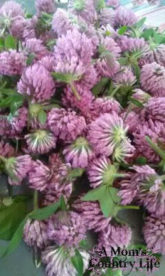 Red Clover Jelly Recipe, Clover Jelly Recipe, Clover Jelly, Canning Jams, Edible Flowers Recipes, Canning Jam, Fruit Sauce, Canned Food Storage, Jelly Recipe