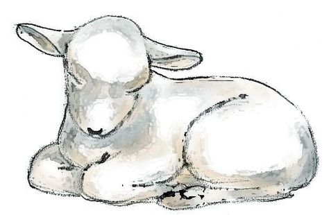 Drawings Of Lambs, Sheep Laying Down Drawing, Drawing Of A Lamb, Lamb Tattoo Cute, Sleeping Lamb Drawing, How To Draw Lamb, Pictures Of Lambs, Lamb Face Tattoo, Easy Lamb Drawing