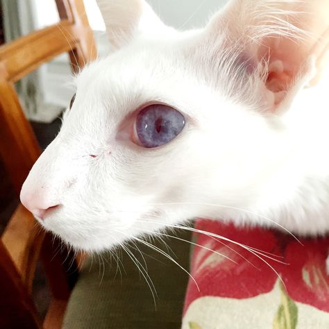 Albino Cat, Lykoi Cat, Animal Taxidermy, Cat Expressions, Pet Ferret, Cat Reference, Pet Blog, Gorgeous Cats, Cat Pose