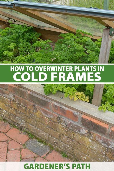 Overwintering Plants, Cold Frame Diy, Cold Frame Greenhouse, Cold Frame Gardening, Cold Frames, Winter Vegetables Gardening, Overwintering, Plant Table, Diy Greenhouse