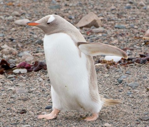 Melanistic Animals, Rare Albino Animals, White Squirrel, Gentoo Penguin, Albino Animals, Rare Species, Unusual Animals, Rare Animals, Cute Penguins