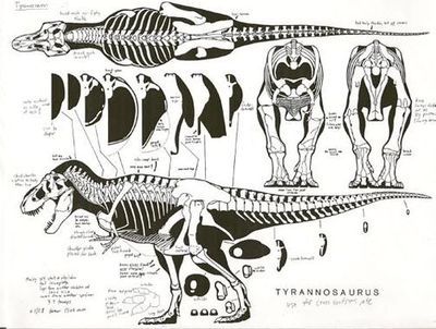 Dinosaur anatomy Dinosaur Anatomy Drawing, Theropod Anatomy, Dino Anatomy, Dinosaur Anatomy, Dino Drawing, Dragon Anatomy, Dinosaur Tattoos, Animal Skeletons, Dinosaur Drawing