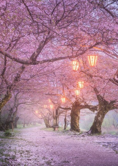 Japanese Forest, Pink Forest, Mosaic Kit, Sakura Tree, Pink Garden, Forest Wallpaper, Japanese Cherry Blossom, Cherry Blossom Tree, Blossom Trees