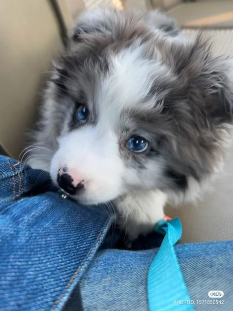 Corgi Aussie Mix, Aussie Puppies, Really Cute Puppies, Border Collie Puppies, Cute Animals Puppies, Very Cute Dogs, Australian Shepherd Dogs, Really Cute Dogs, Pretty Dogs