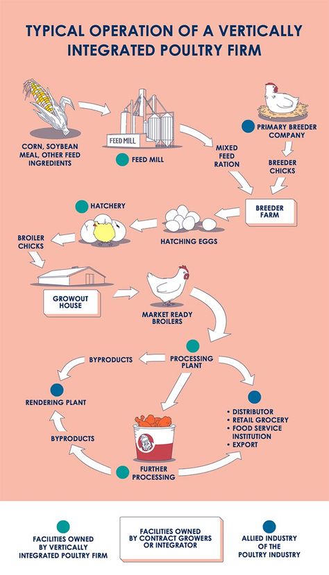 Flow chart depicting a typical vertically integrated broiler company. Chicken Hatchery Design, Poultry Farming Business Plan, Flowchart Ideas, Agriculture Business Plan, Poultry Farm Buildings, Chicken Business, Poultry Farm Design, Raising Meat Chickens, Poultry Business