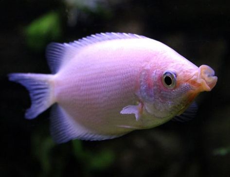 Kissing Gourami, Aquaponic Gardening, Fish Breeding, Different Fish, Freshwater Aquarium Fish, Aquaponics System, Marine Fish, Aquarium Fish Tank, Freshwater Aquarium