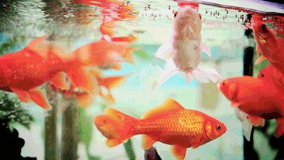 The humble goldfish Fish Gif, Fauna Marina, Fish Wallpaper, Star Trek Universe, Stay Gold, Aquarium Backgrounds, Aesthetic Gif, Sweet Animals, Animal Planet