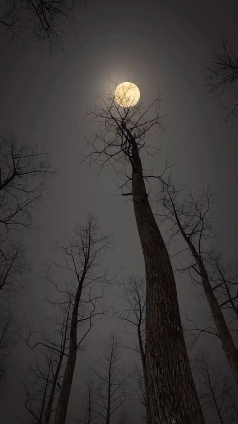 The Halloween Coven on Reels | Italian Witches Circle · Witches Circle Witches Circle, Night Landscape Photography, Mountain Tree, Live Screen Wallpaper, Beautiful Angels Pictures, Sky Photography Nature, Dark Nature Aesthetic, Amazing Nature Photography, Night Scenery