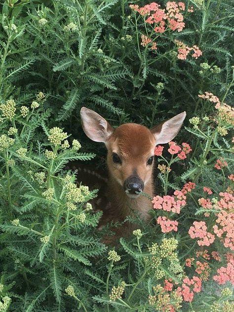 Freetime Activities, Photographie Portrait Inspiration, Mia 3, Pretty Animals, Arte Inspo, Plants And Flowers, Baby Deer, Alam Yang Indah, Nature Aesthetic