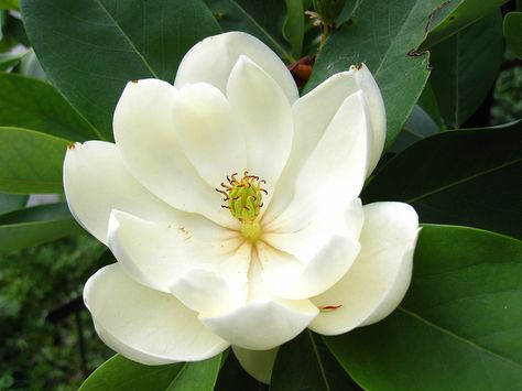 Sweetbay (Magnolia virginiana) is Synonymous with the South but will thrive in Zones 6-9 if given a moist, acidic location. Sweet Bay Magnolia, Brooklyn Botanic Garden, Flower Games, Flowering Tree, Blossom Garden, Magnolia Leaves, Magnolia Trees, Climbing Vines, How To Attract Birds