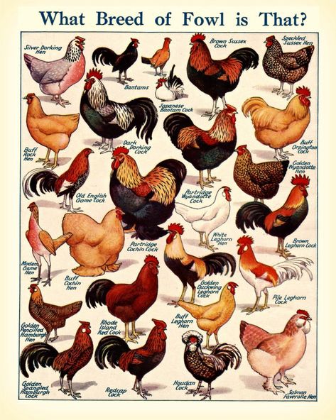 Chicken Facts, Breeds Of Cows, Chicken Pictures, Types Of Chickens, Fancy Chickens, Beautiful Chickens, Farm Living, Keeping Chickens, Farm Ideas