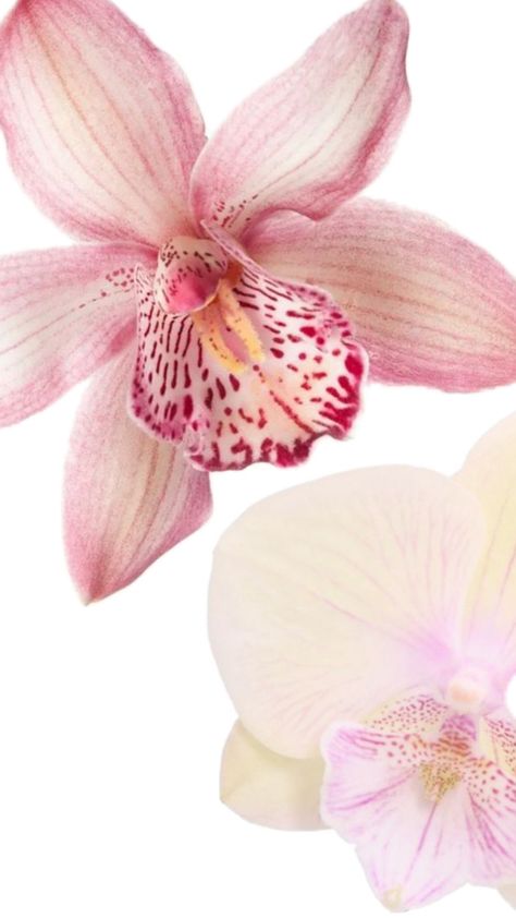 Orchid Flower Aesthetic Wallpaper, Pink Wallpaper Iphone Flowers, Orchid Desktop Wallpaper, Pink Orchid Wallpaper, Lily Flower Wallpaper, Orchid Wallpaper, Lily Wallpaper, Arte Peculiar, Instagram Flowers