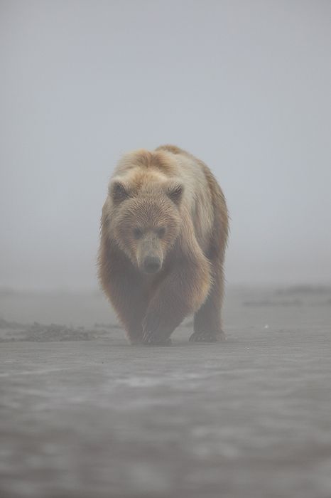 Alaskan Brown Bear, Katmai National Park, Image Nature, Love Bear, Bear Art, Grizzly Bear, Amazing Animals, Pics Art, Black Bear