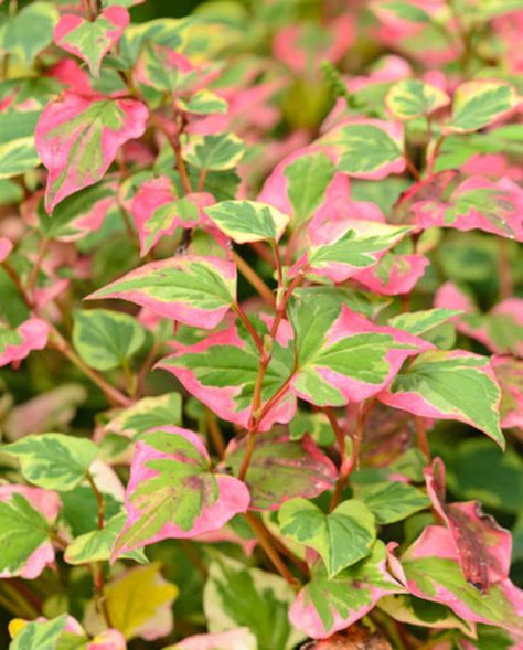 Primarily grown as a ground cover in moist to wet areas, Houttuynia cordata 'Chameleon' is a wide-spreading perennial with aromatic green leaves (when bruised), beautifully variegated with shades of red, pink, yellow or cream which contrast the bright red stems. Chameleon Plant, Houttuynia Cordata, Edging Plants, Bog Garden, Rock Garden Plants, Plant Zones, Fragrant Garden, Plant Catalogs, Plant Problems