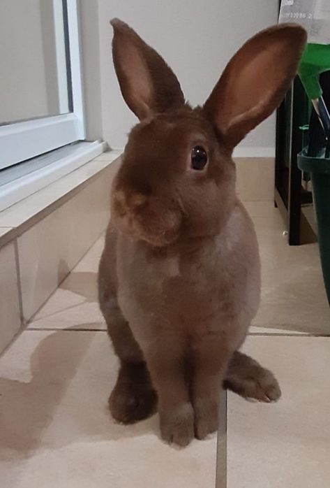 Red Rex Rabbit, Mini Rex Bunnies, Flemish Rabbit, Rex Rabbits, Counseling Theories, Bunny Breeds, Havana Rabbit, Rabbit Chocolate, Mini Rex Rabbit