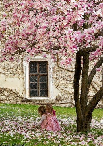 Magnolia tree Magnolia Blossom, Have Inspiration, Magnolia Trees, Beltane, Garden Cottage, Flowering Trees, Blossom Flower, Beautiful Tree, Dream Garden