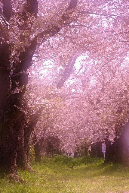 Beautiful Trees, Sakura Cherry Blossom, Pink Trees, Tree Forest, Blossom Trees, Flowering Trees, Marmalade, Beautiful Tree, Cherry Blossoms