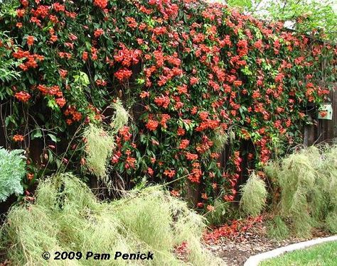 Plant This: Orange crush! Crazy for crossvine | Digging Cross Vine, Small Front Yards, Evergreen Vines, Garden Patio Decor, Arizona Landscape, Garden Privacy, Garden Stepping Stones, Grasses Landscaping, Garden Steps