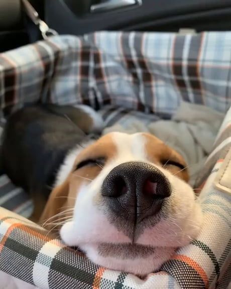 Beagles, first they steal your heart and then they steal your dinner. Baby Beagle, Cute Beagles, Reaction Meme, Meme Pictures, New Memes, Post On Instagram, Daily Dose, A Dog, Cute Dogs